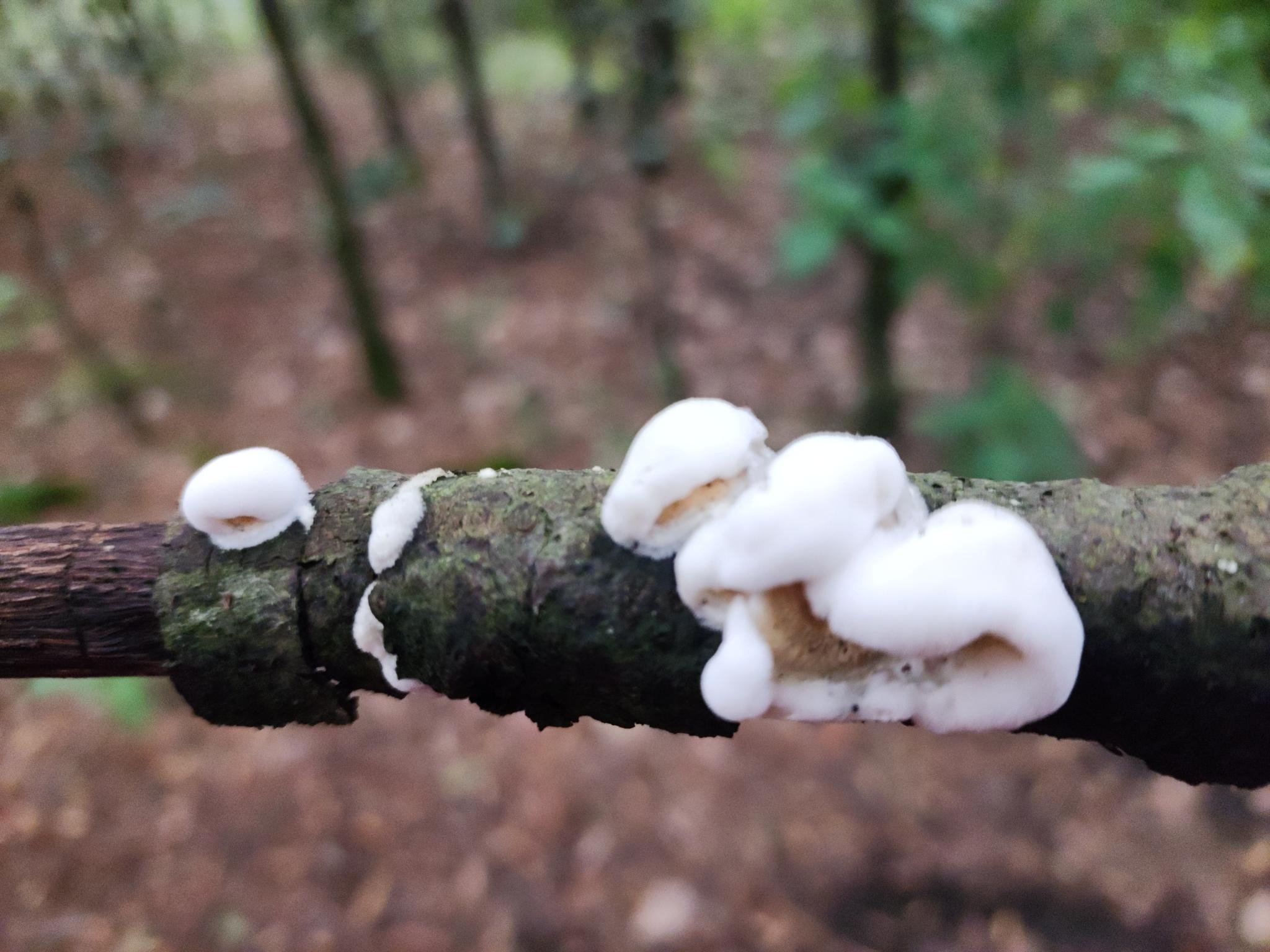 /gallery/mushrooms/mush1.jpeg