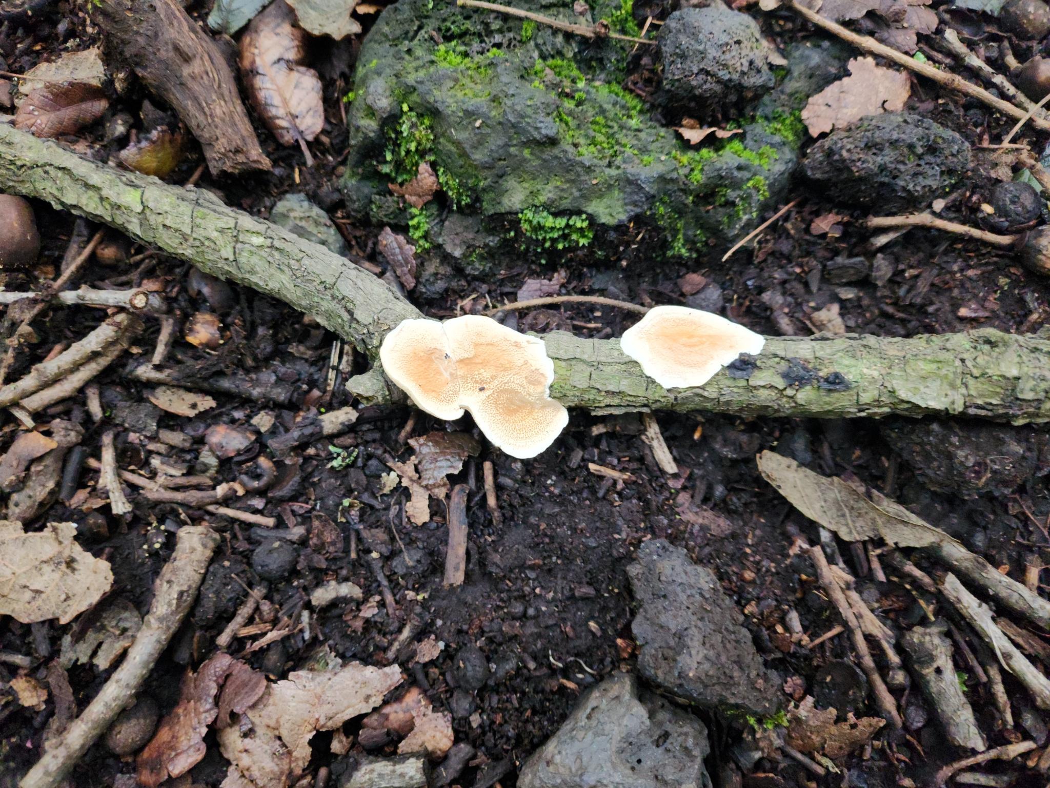 /gallery/mushrooms/mush2.jpeg