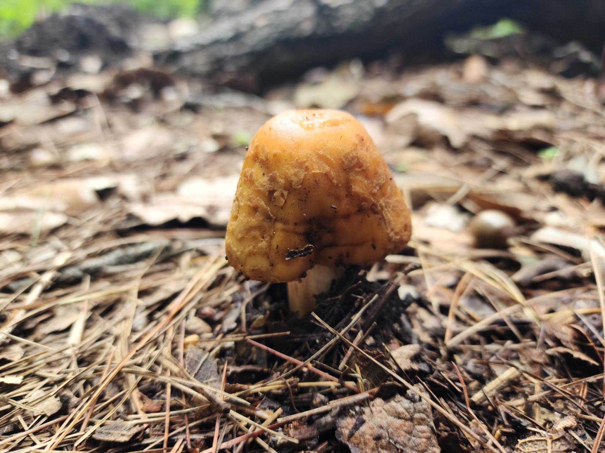 /gallery/mushrooms/mush3.jpeg