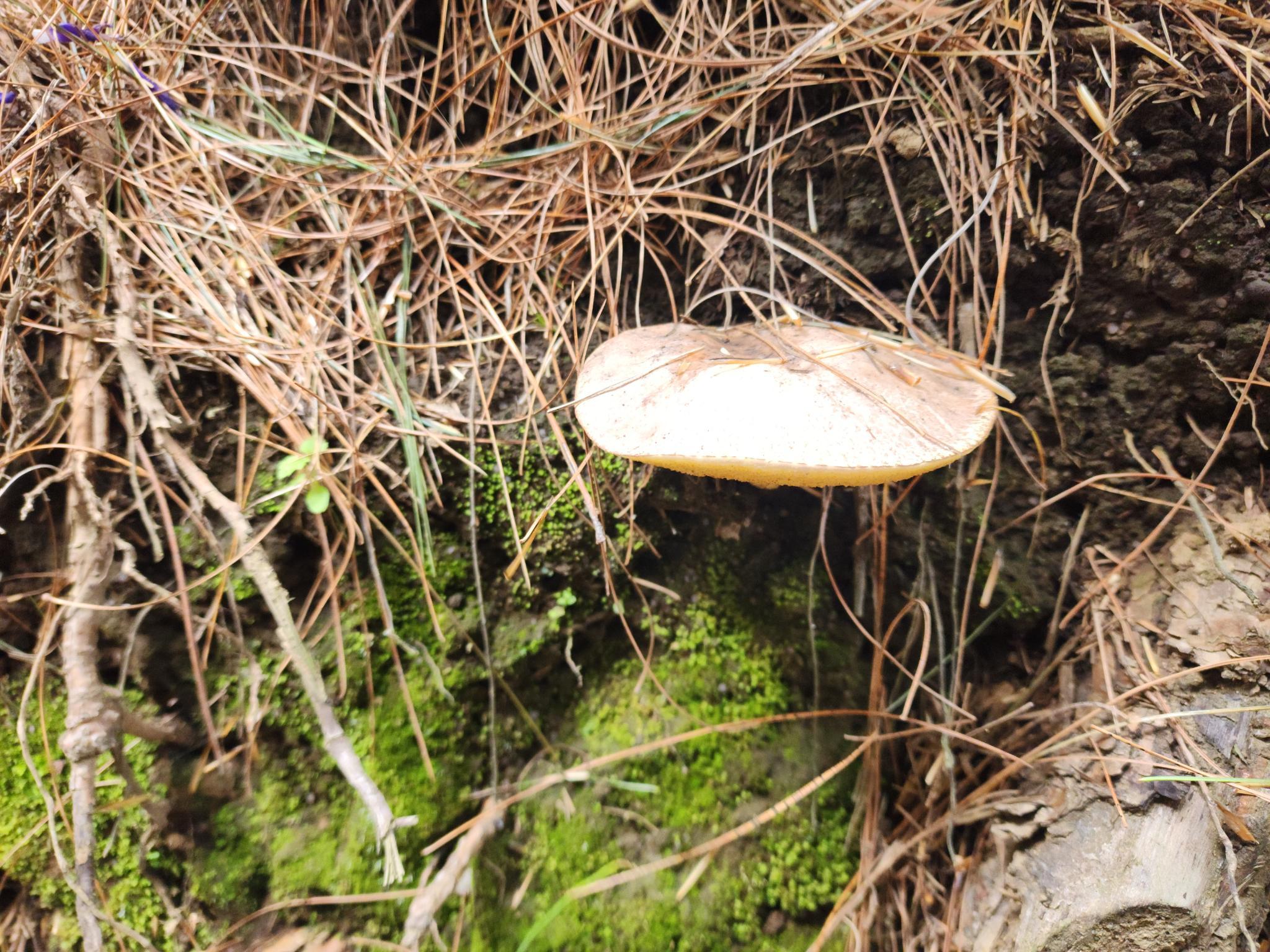 /gallery/mushrooms/mush4.jpeg