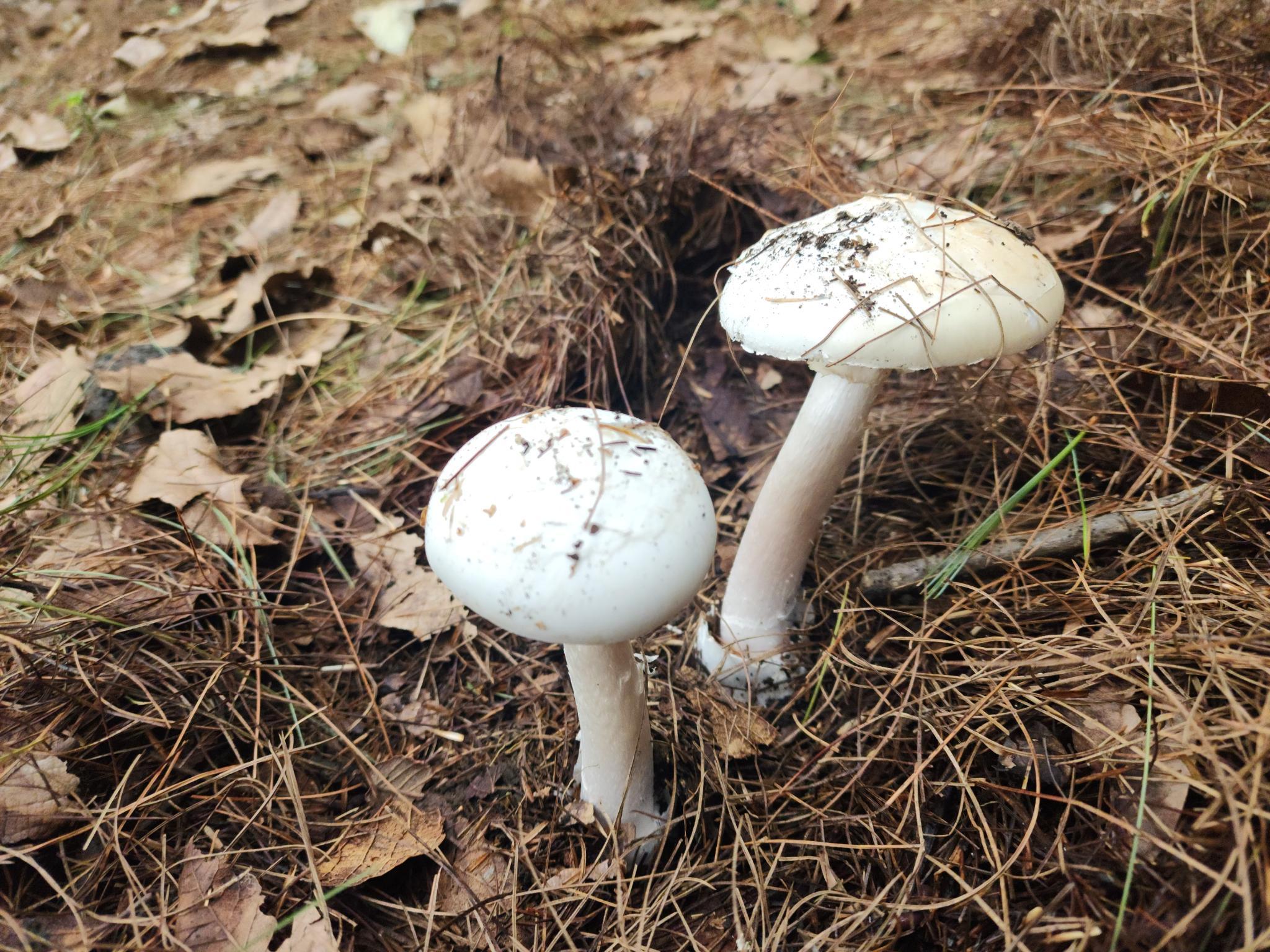 /gallery/mushrooms/mush5.jpeg