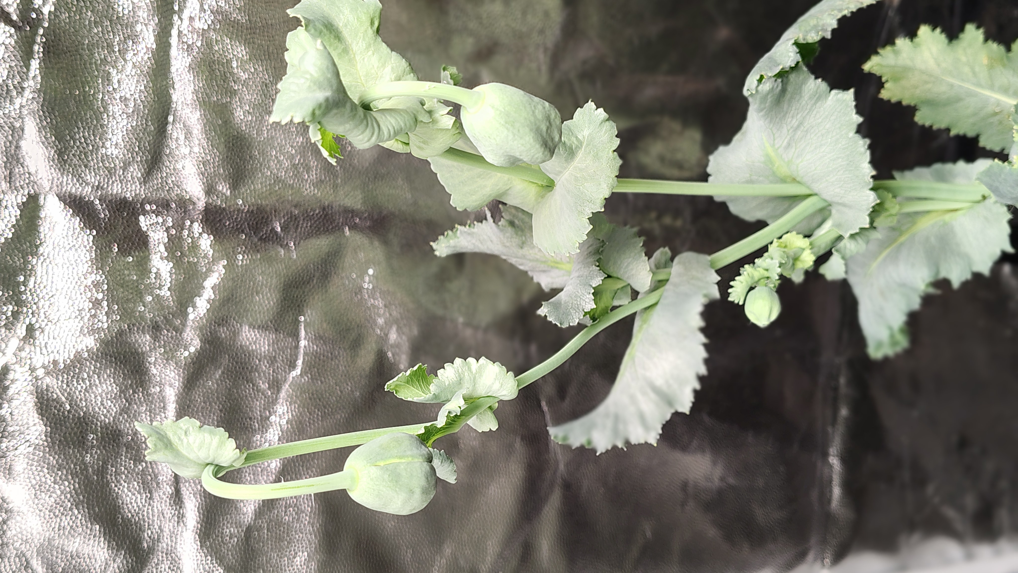 /gallery/poppies/doubleblack/closedblooms1.jpg