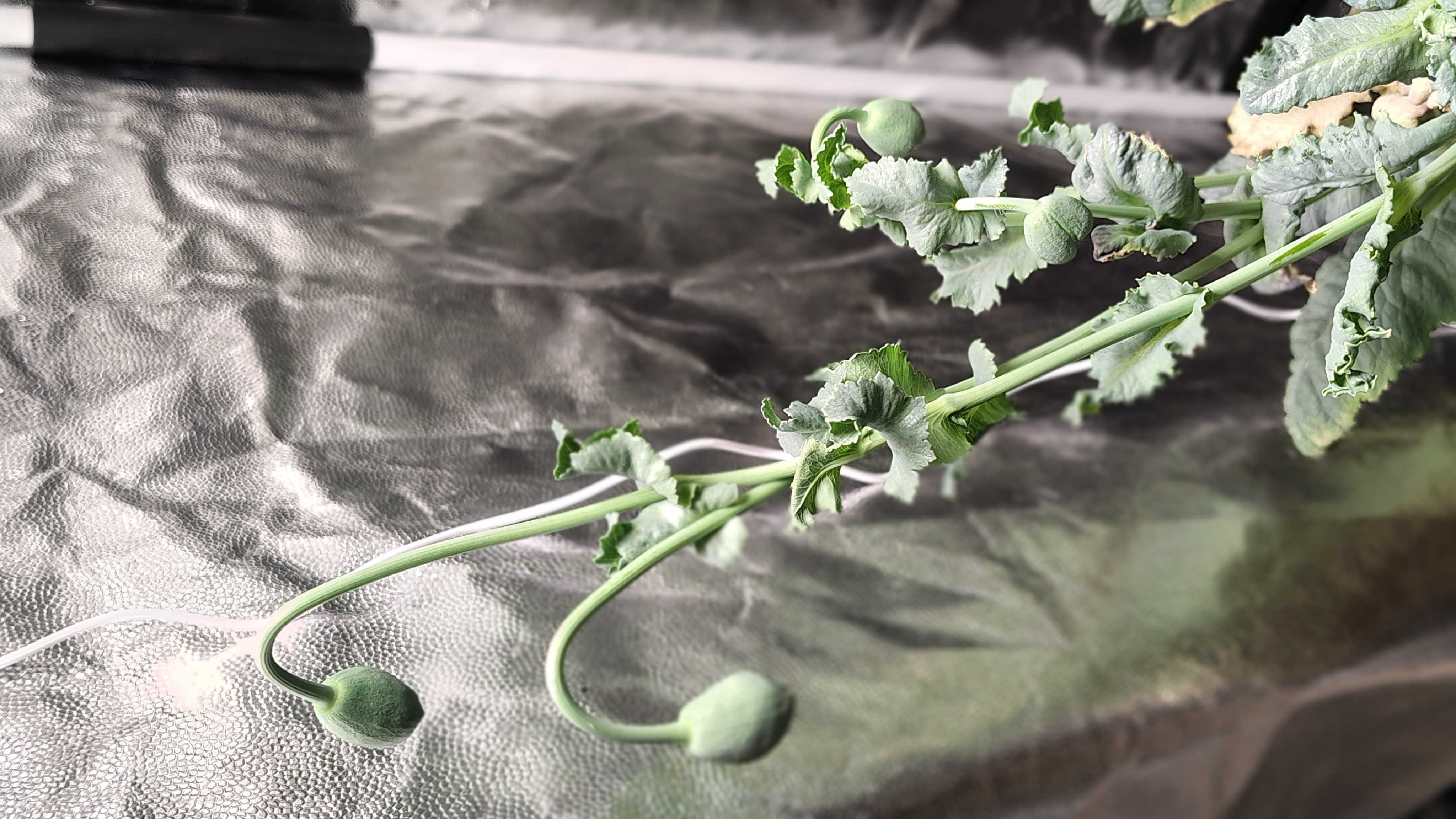 /gallery/poppies/doubleblack/closedblooms2.jpg