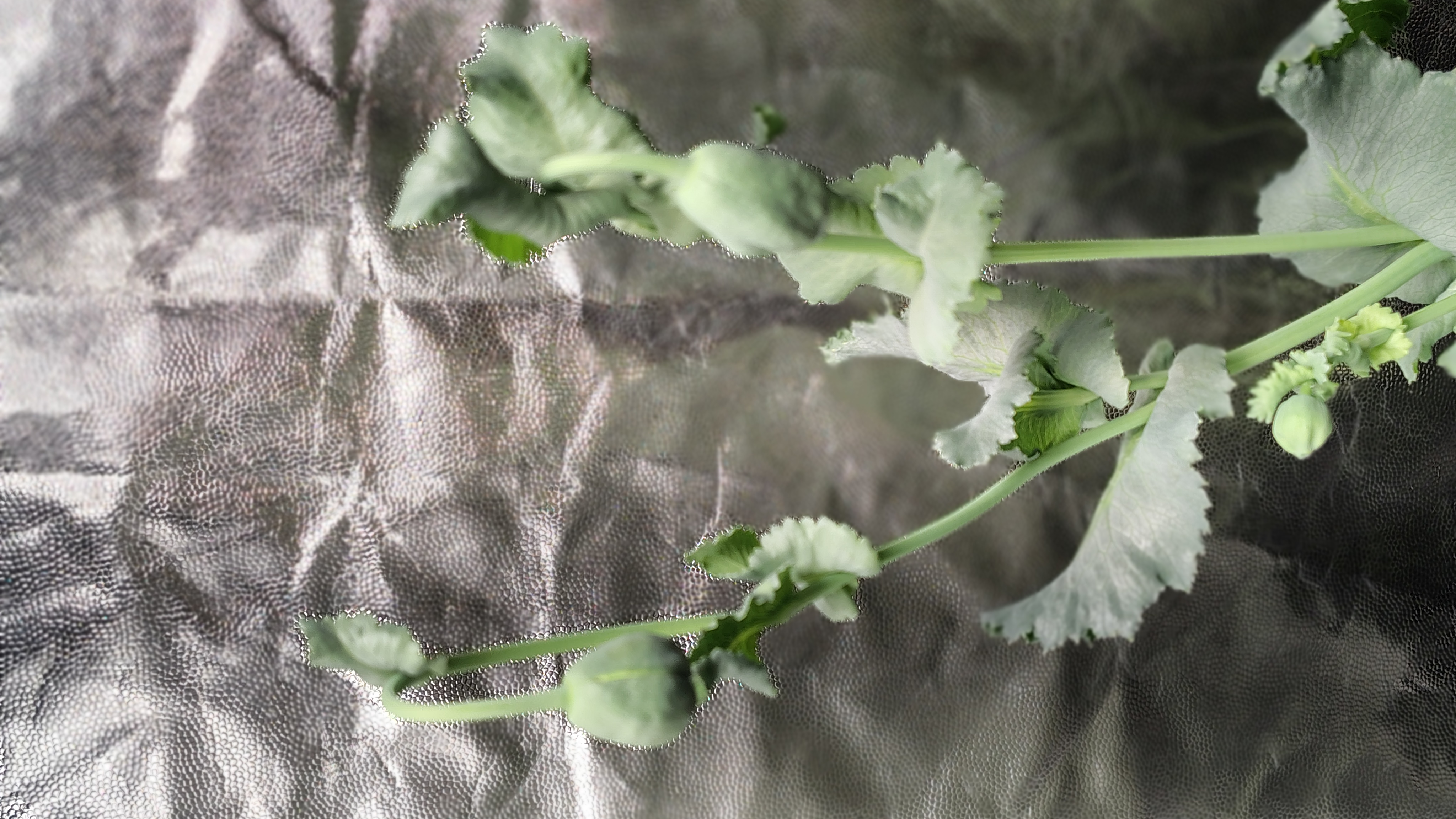 /gallery/poppies/doubleblack/closedblooms3.jpg
