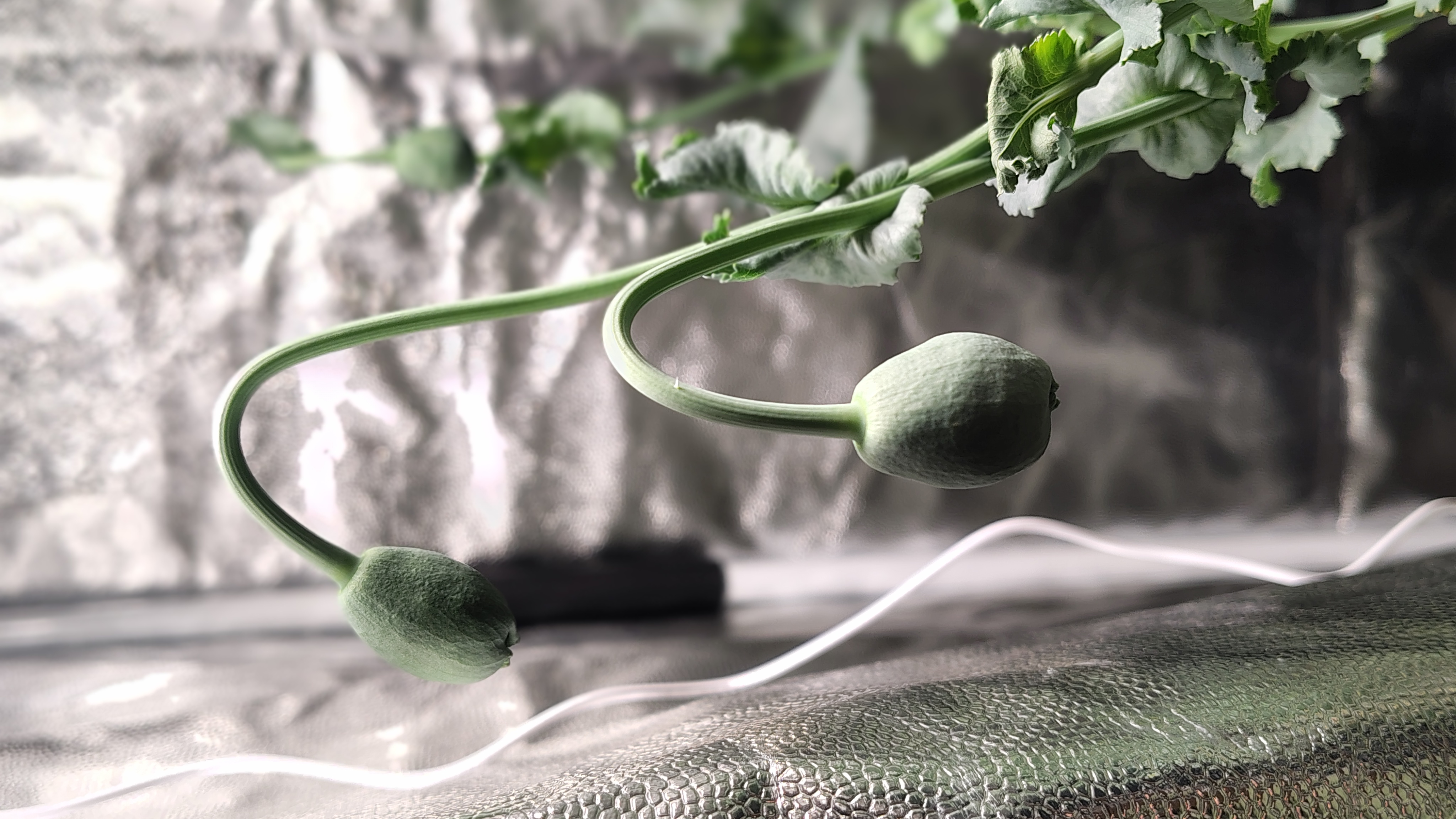 /gallery/poppies/doubleblack/closedblooms4.jpg