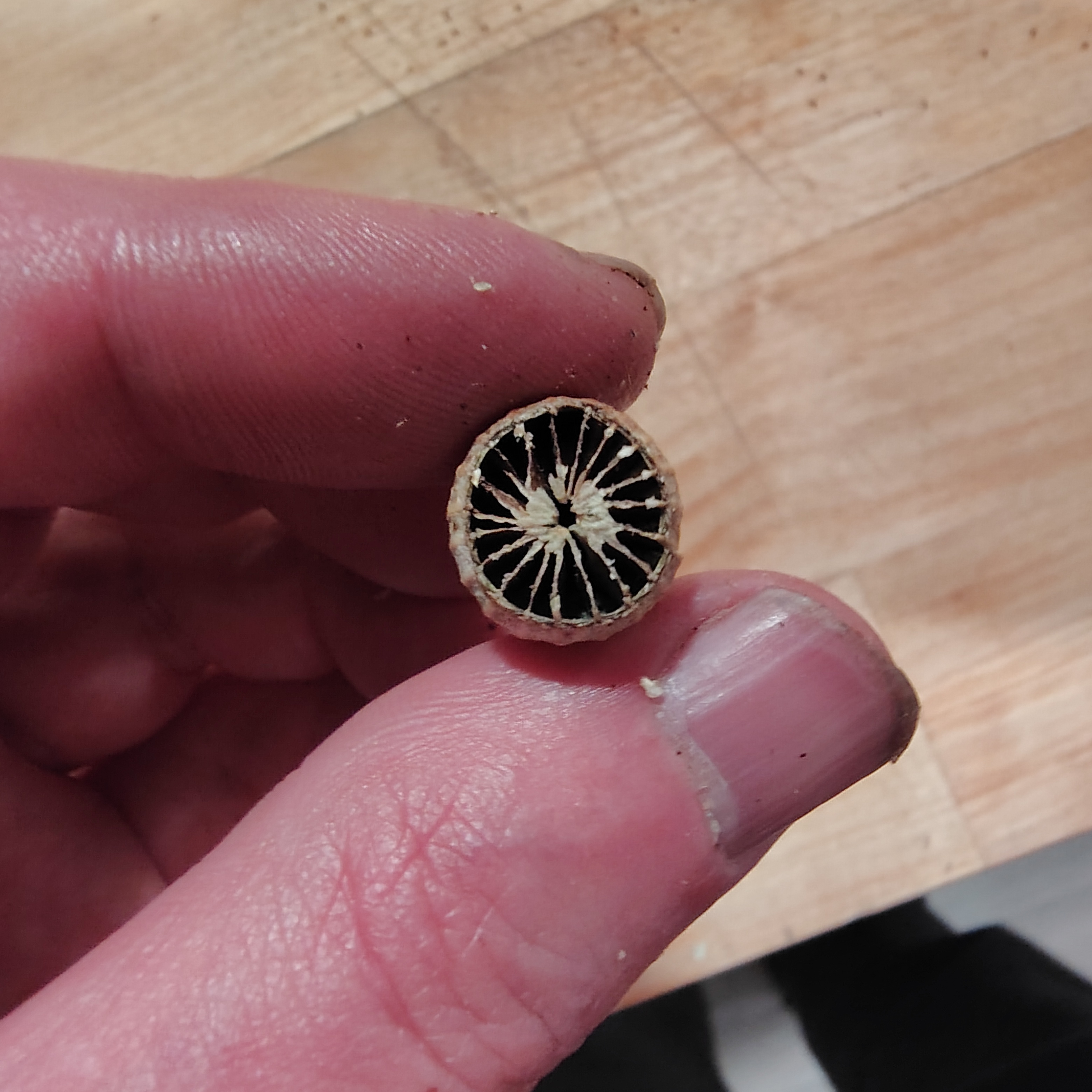 /gallery/poppies/doubleblack/openpod.jpg