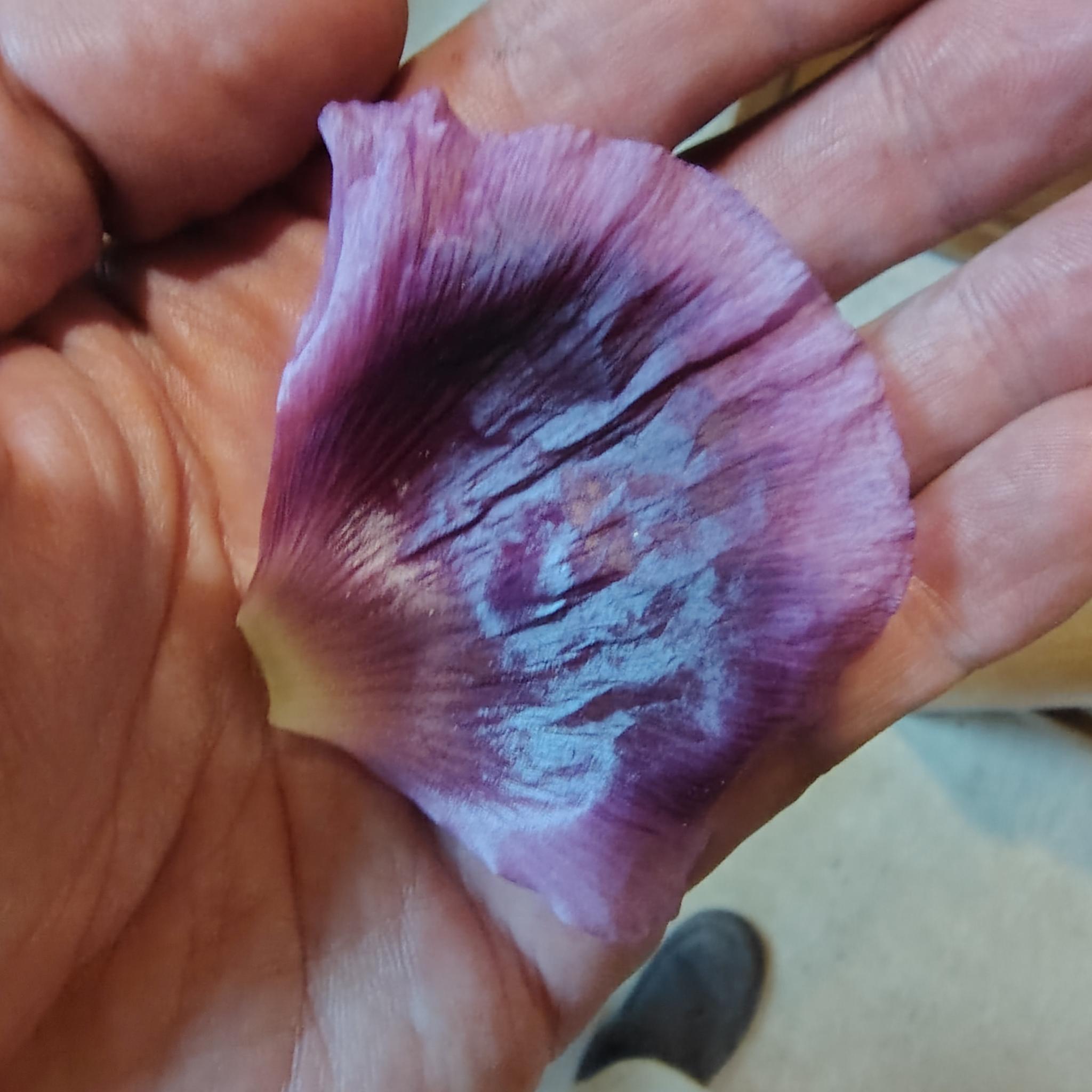 /gallery/poppies/doubleblack/petalinhand.jpg