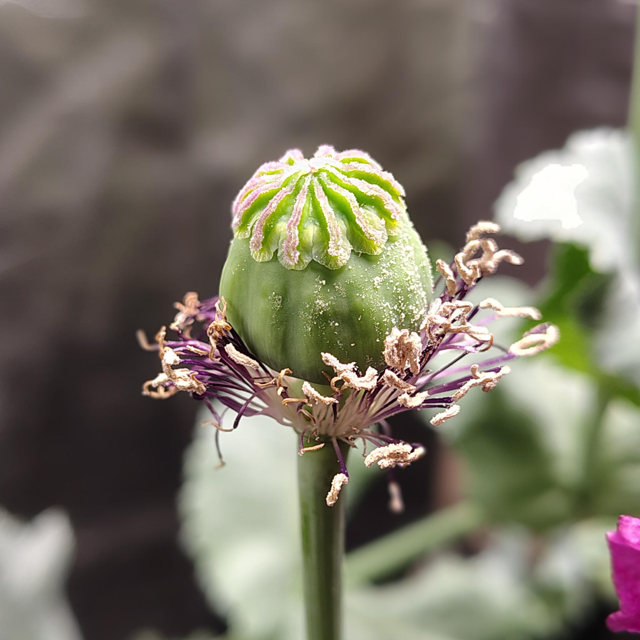 /gallery/poppies/doubleblack/podcloseup2.jpg