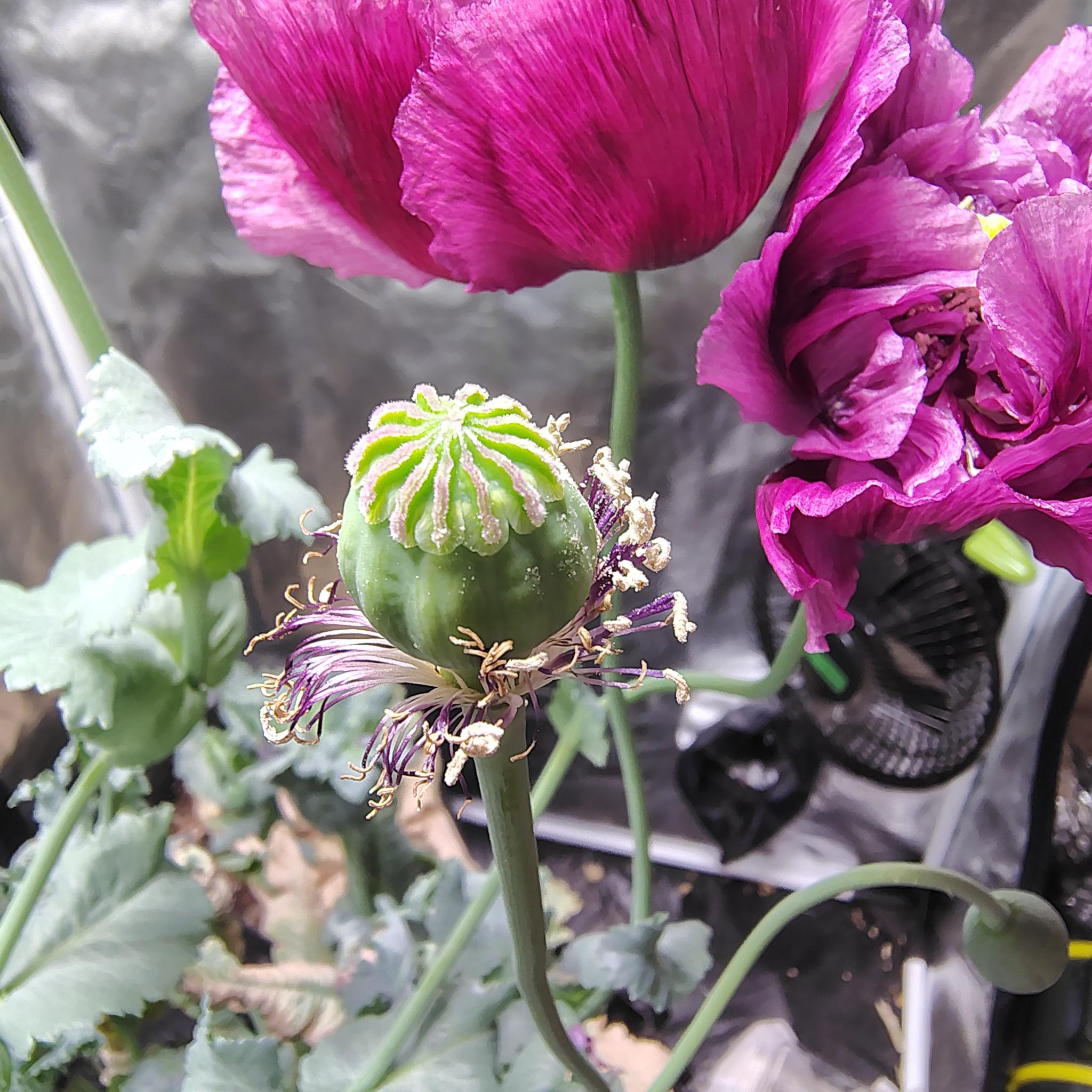/gallery/poppies/doubleblack/podwithflowers1.jpg