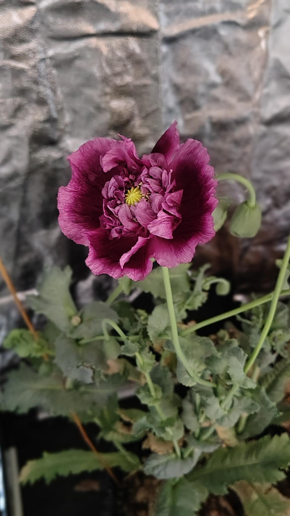/gallery/poppies/doubleblack/poppyflower1.jpg