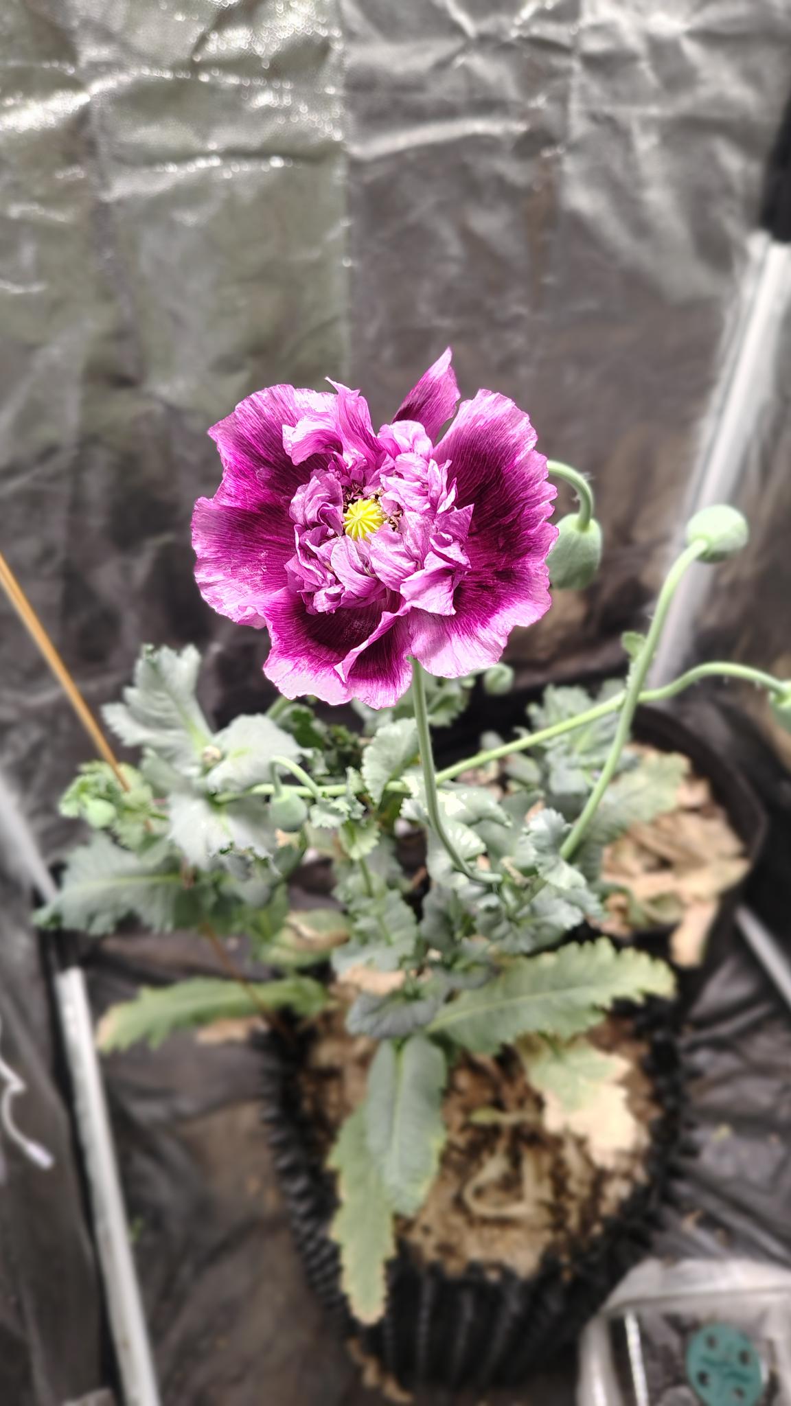 /gallery/poppies/doubleblack/poppyflower2.jpg