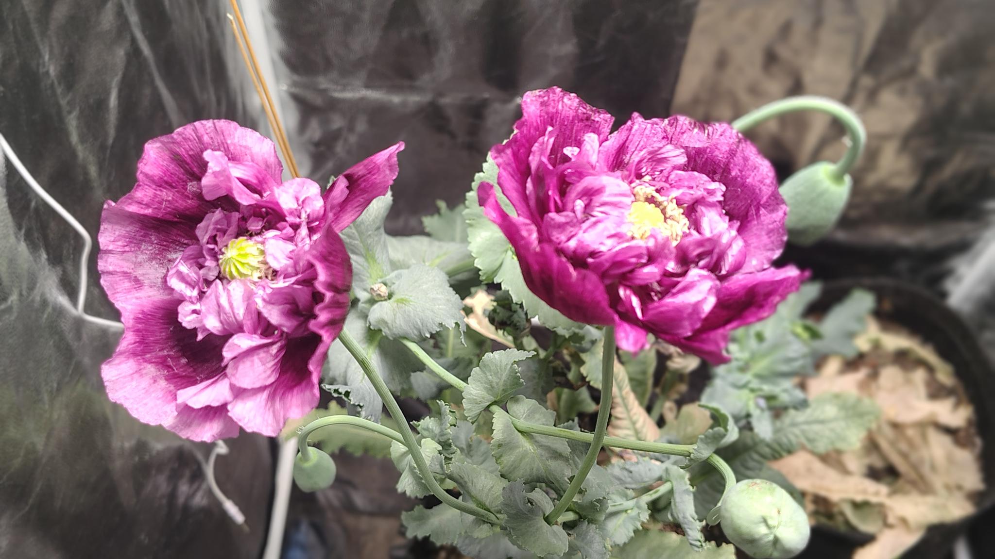 /gallery/poppies/doubleblack/poppyflower3.jpg