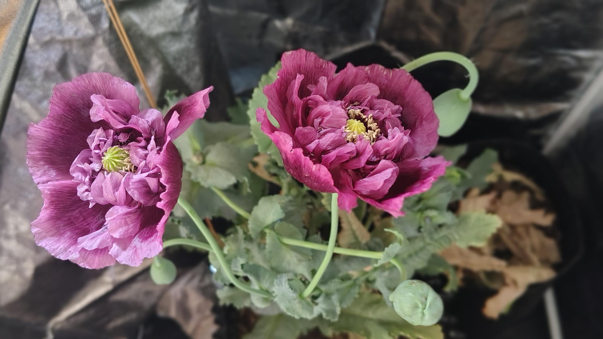 /gallery/poppies/doubleblack/poppyflower4.jpg